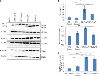 Effect of calorie-restriction and rapamycin on autophagy and the severity of caerulein-induced experimental acute pancreatitis in mice